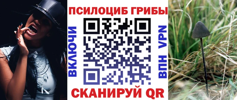 Псилоцибиновые грибы Psilocybine cubensis  Купить где  Волосово 
